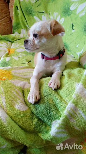 Чудесная крошка, девочка