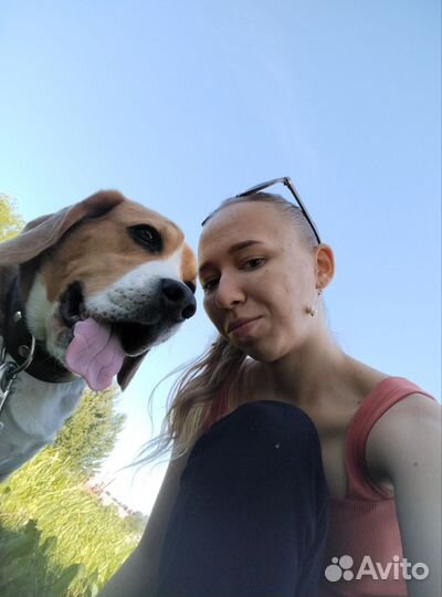 Выгул собак