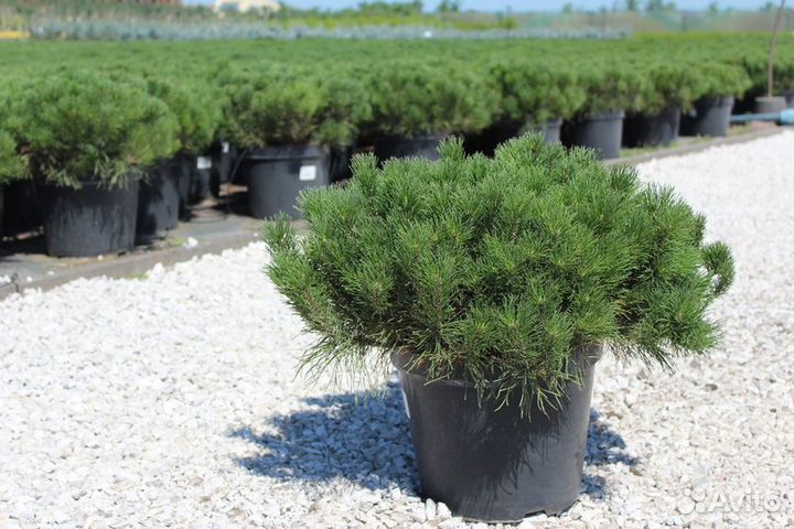 Сосна Мугус