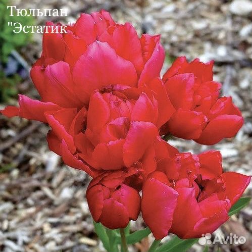 Тюльпан луковицы