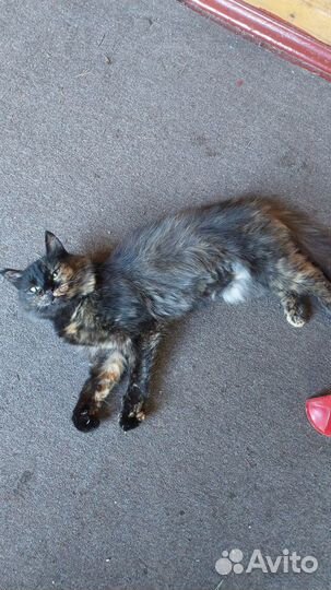 Умненькая и деликатная кошечка Мия