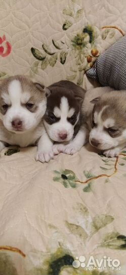 Щенки хаски