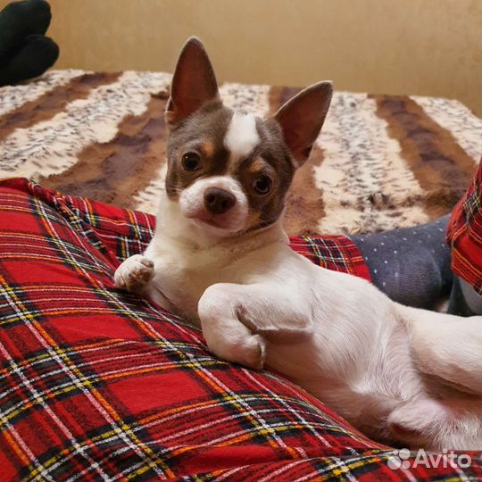 Кобель вязка чихуахуа