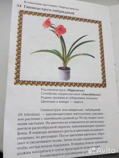 Гиппеаструм