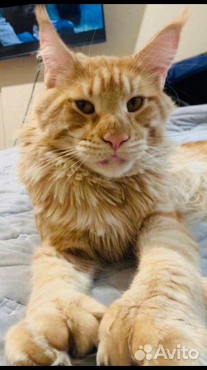 Мейн-кун котята и вязка полидакты