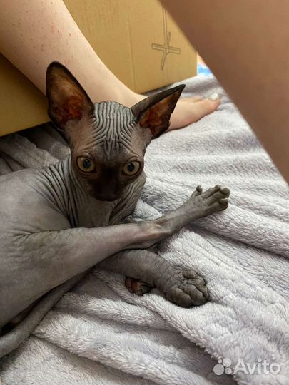 Канадский сфинкс