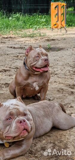 Американский булли покет