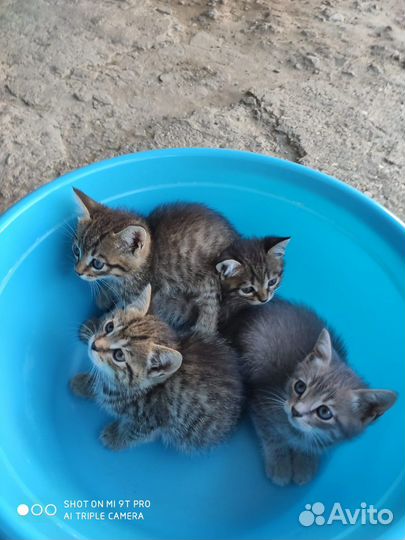 Котята в добрые руки даром