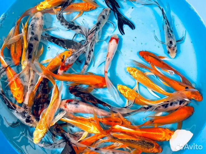 Зимостойкие Карп Кои: Яркая Порода