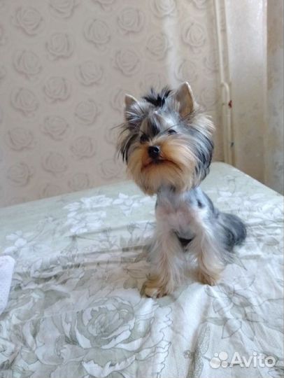 Йоркширский терьер