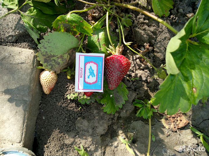 Саженцы клубника персик смородина ромашка колокол