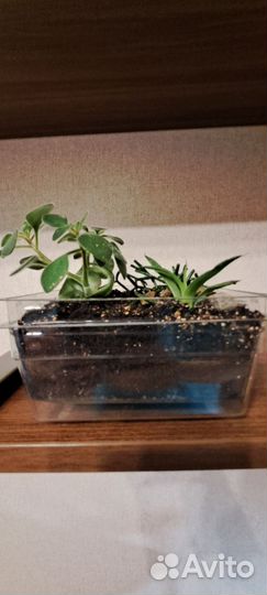 Мини садик суккуленов