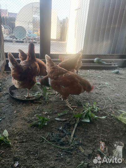 Куры несушки