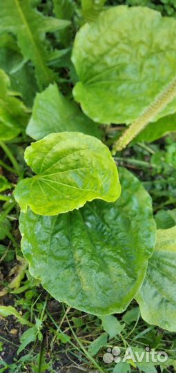 Подорожник лечебный, пустырник, лопух, пижма