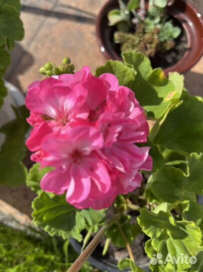 Пеларгония герань