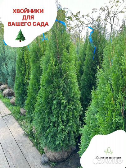 Хвойные растения