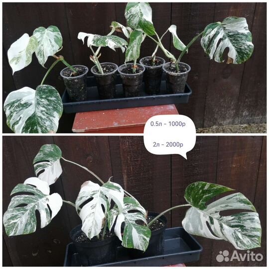 Монстера вариегатная альба