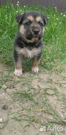 Щенки шепски