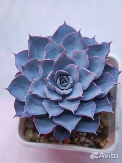 Суккуленты 22