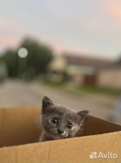 Кошка в добрые руки