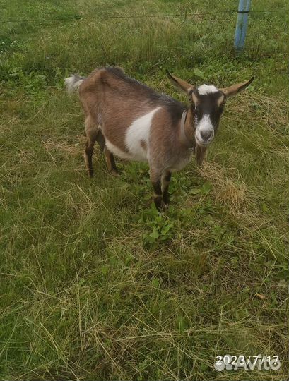 Козы дойные