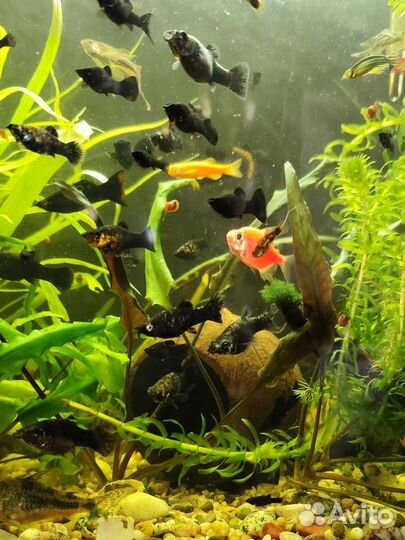 Аквариумные рыбки моллинезии