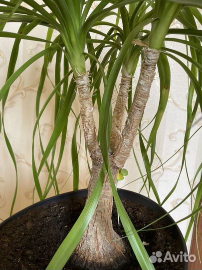 Пальма Нолина (Бокарнея)