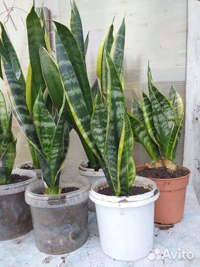 Сансевиерия