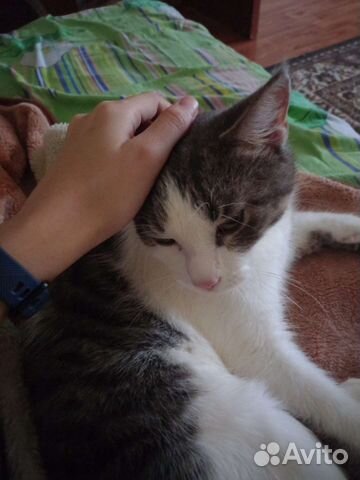 Отдам бесплатно