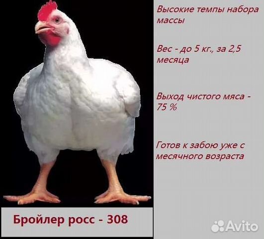 Бройлер росс 308 таблица роста