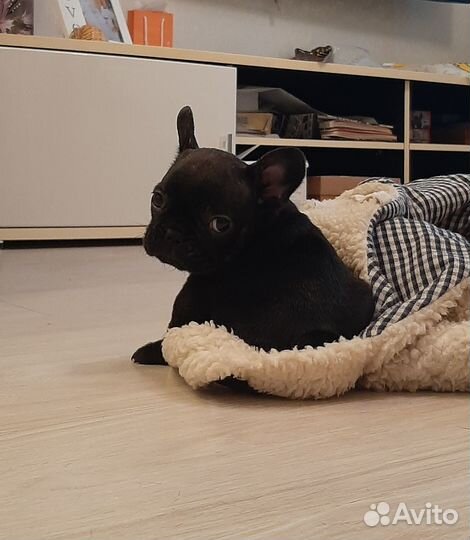 Продаётся щенок