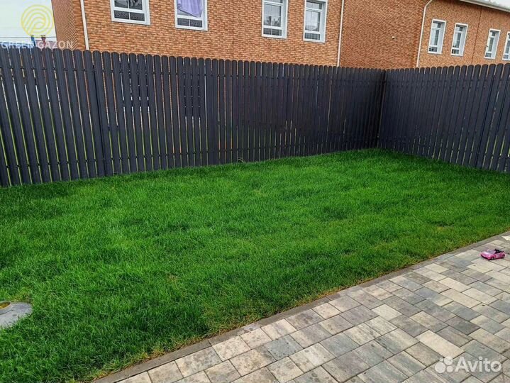 Рулонный газон премиум