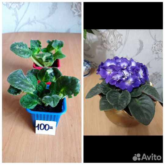 Комнатные цветы цветущие