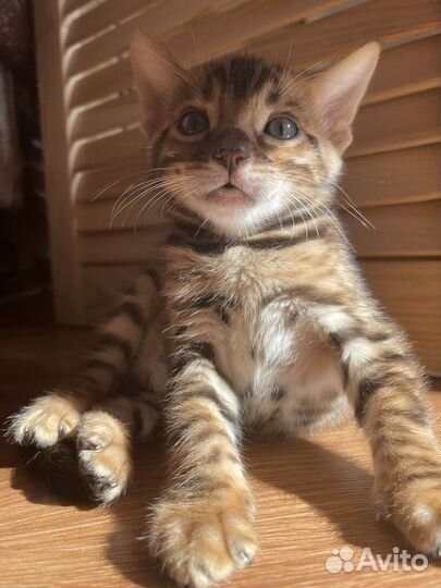 Бенгальские котята