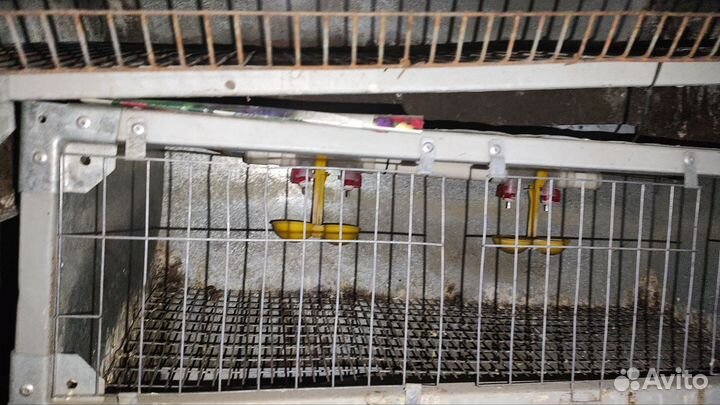 Клетка для содержания перепелов