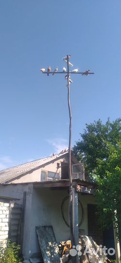 Продам голубей