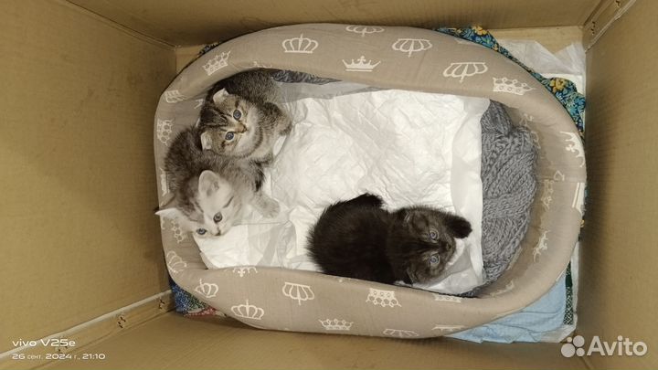 Шотландские вислоухие котята и кот на вязку