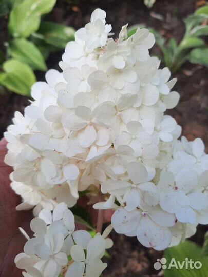 Гортензия метельчатая