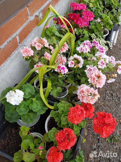 Пеларгонии зональные, королевские, плющеличтные