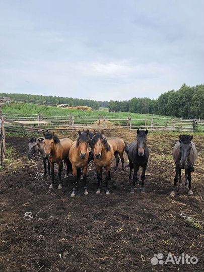 Лошадь жеребец