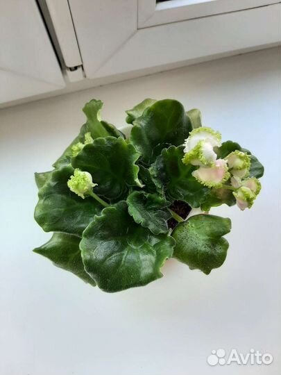 Фиалка белая обмен