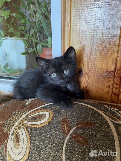 Котята в добрые руки бесплатно