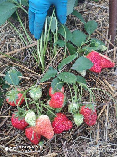 Рассада клубники