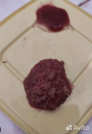 Израильский трубочник, трубочник Изя