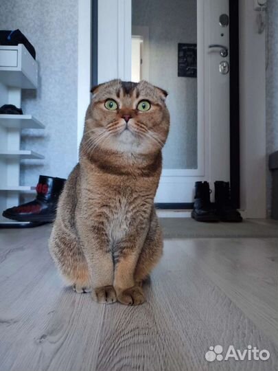 Вязка с вислоухим шотландцем