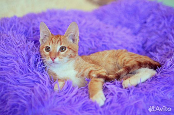 Рыжий котенок Солнышко в добрые руки
