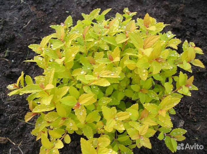 Многолетние Растения для сада