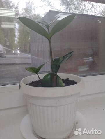 Замиокулькас