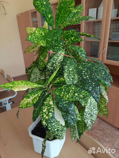 Кротон кодиеум