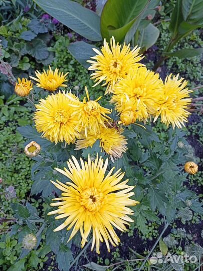 Цветы георгины клубни